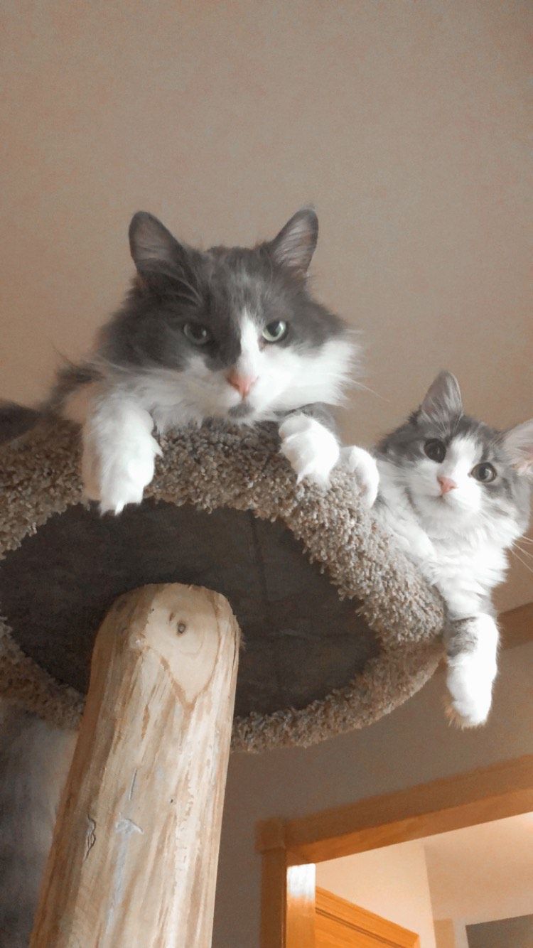 Gray and white Persian cat resting on a textured white ledge, looking relaxed.
