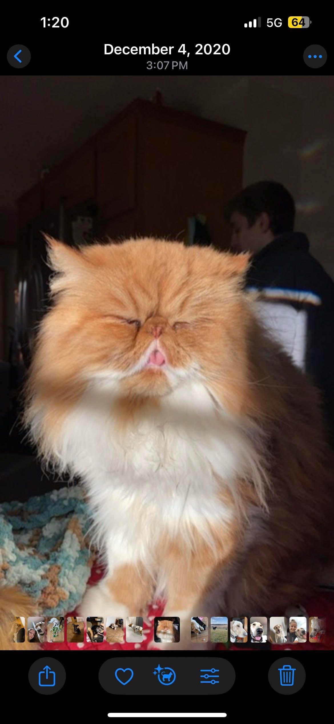 Black cat sitting in front of a glass door, looking inside a cat room with cat trees and a log.