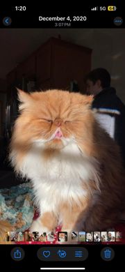 Black cat sitting in front of a glass door, looking inside a cat room with cat trees and a log.