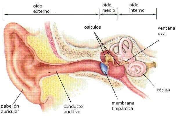 DR. GREGORIO DÍAZ SÁNCHEZ - Tímpano motriz