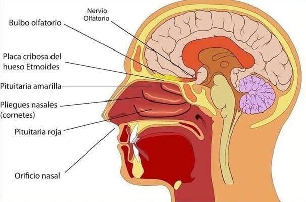 DR. GREGORIO DÍAZ SÁNCHEZ - Tabique desviado