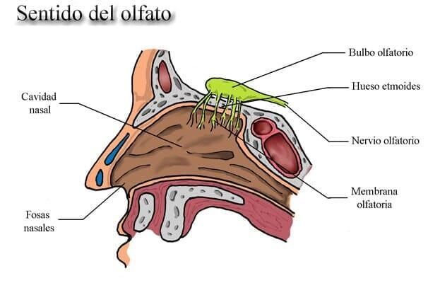 DR. GREGORIO DÍAZ SÁNCHEZ - Oídos inflamados