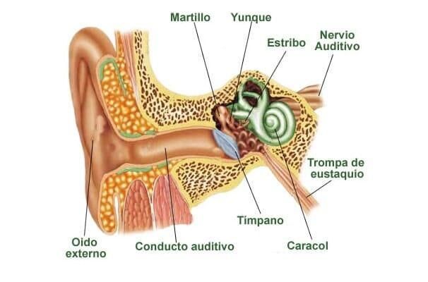 DR. GREGORIO DÍAZ SÁNCHEZ - Sordera