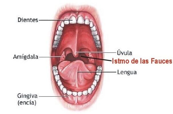 DR. GREGORIO DÍAZ SÁNCHEZ - Infecciones en garganta