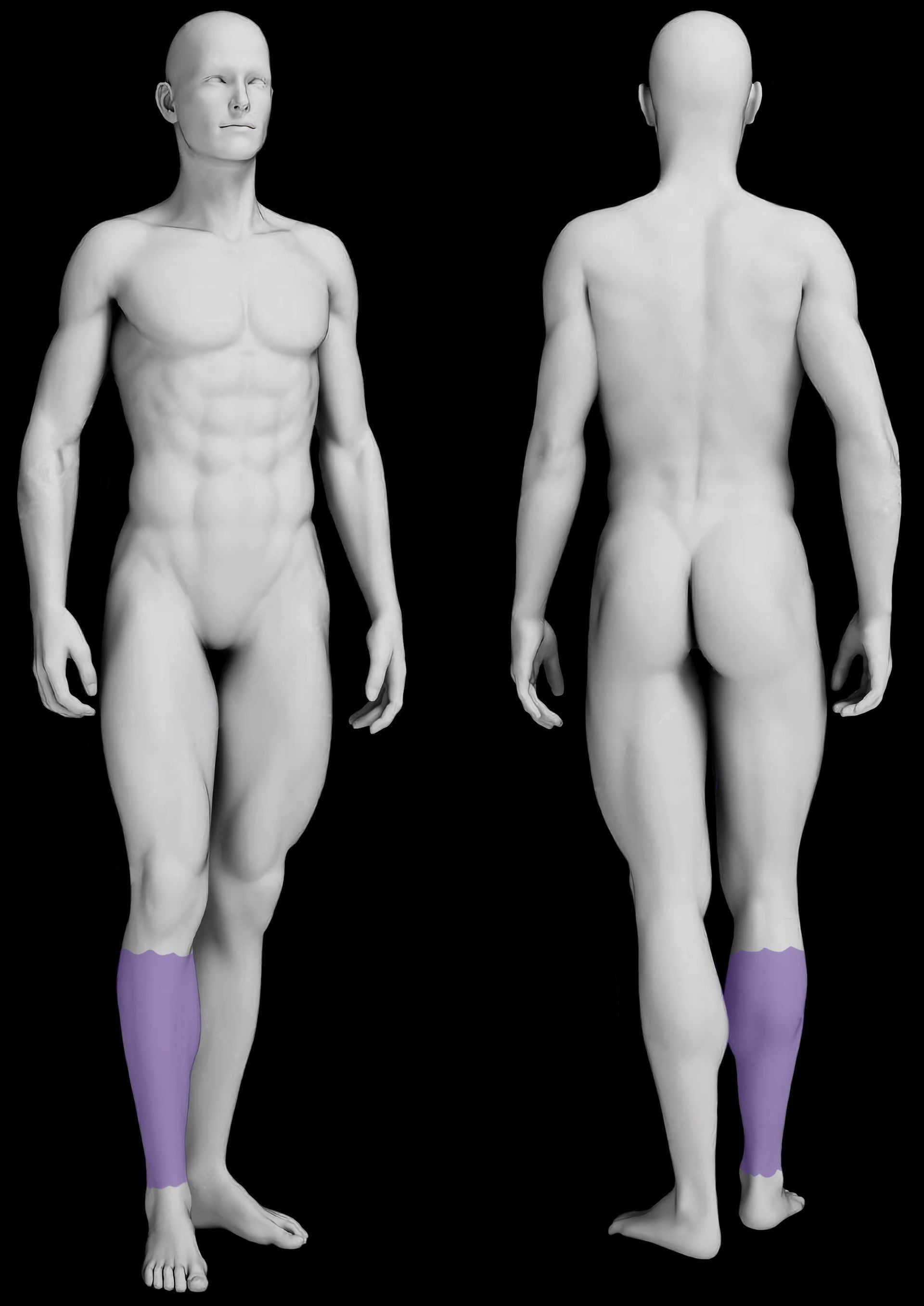 Front and back view of a human figure with purple highlighting on the lower legs, indicating a muscle group or area of interest.