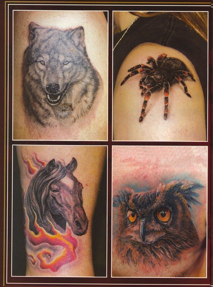 A wolf a horse a spider and an owl are shown