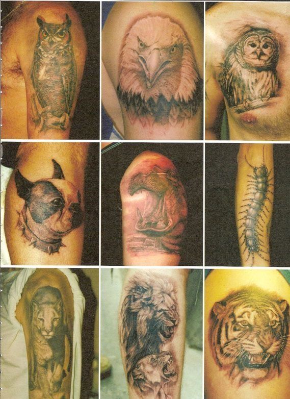 A collage of tattoos including an owl a tiger and a centipede