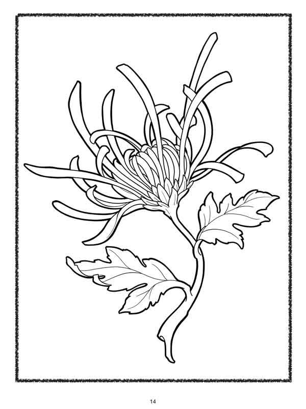 Japanese chrysanthemum tattoo flash design drawn in traditional style