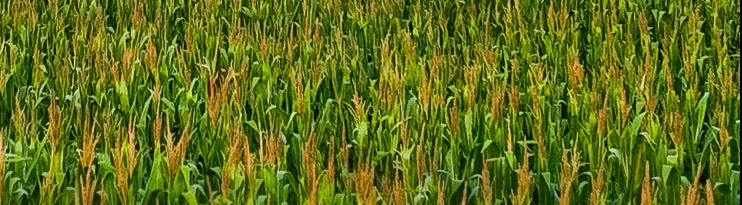 drons DJI Agras T50 - Orchard Operations