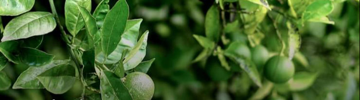 drons DJI Agras T50 - Field operations