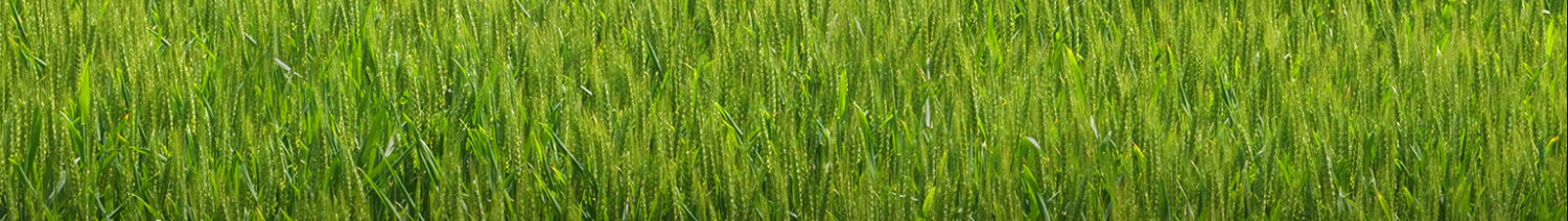 drons DJI Agras T50 - Spreading Operations