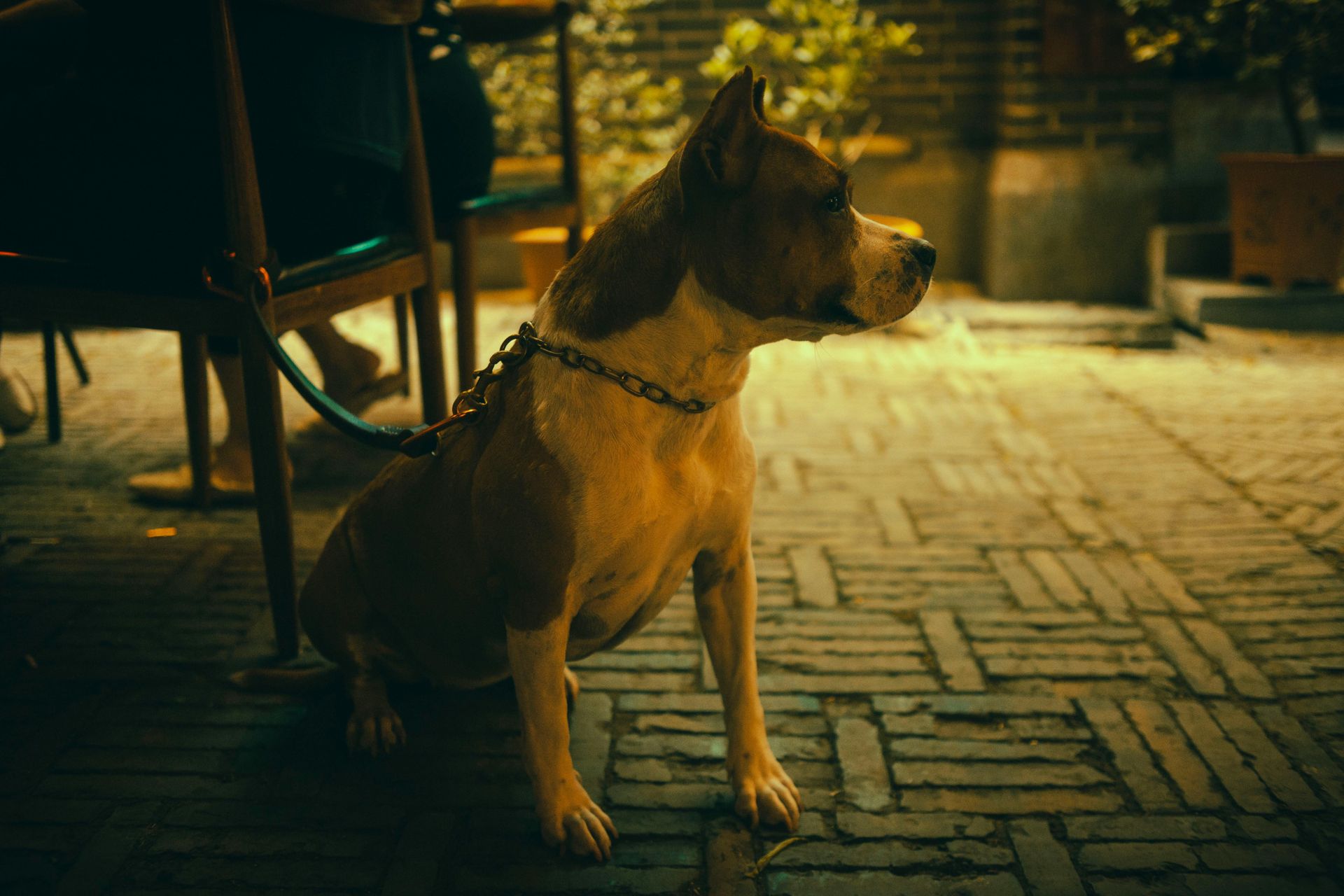 Pit bull on a leash sits patiently on a brick patio, looking to the side. Brown and white coat.