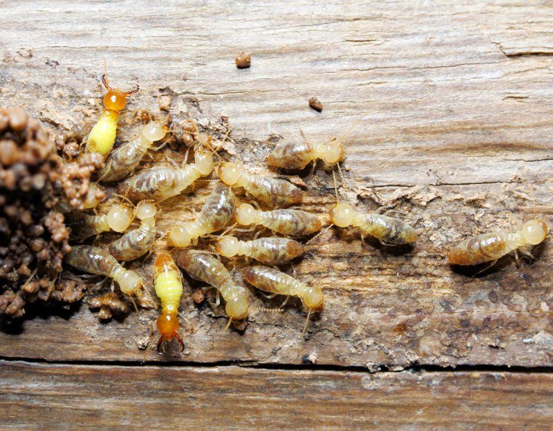 Termites — Canberra, ACT — A1 Professional Pest Control