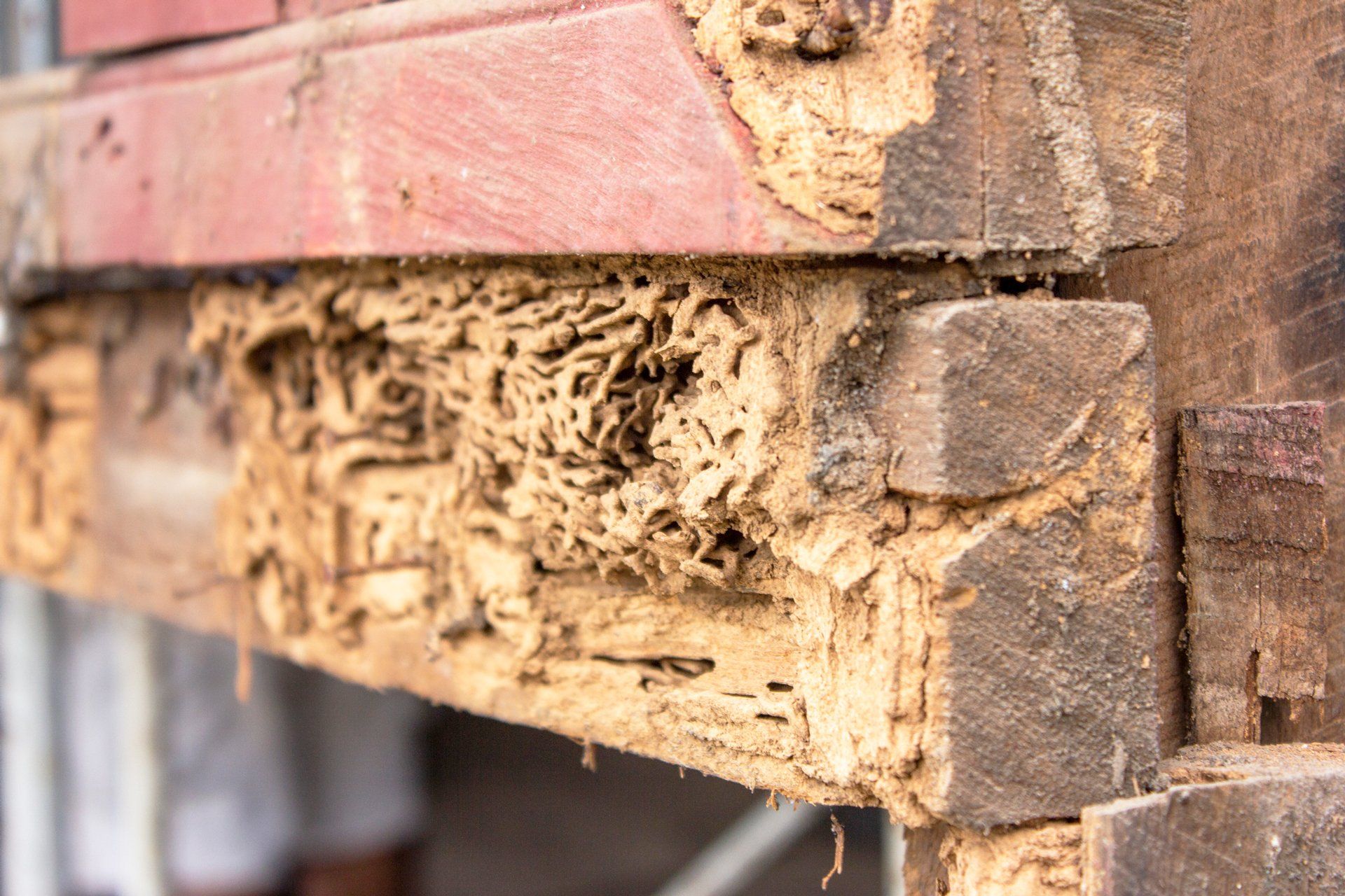 Termite damage Canberra