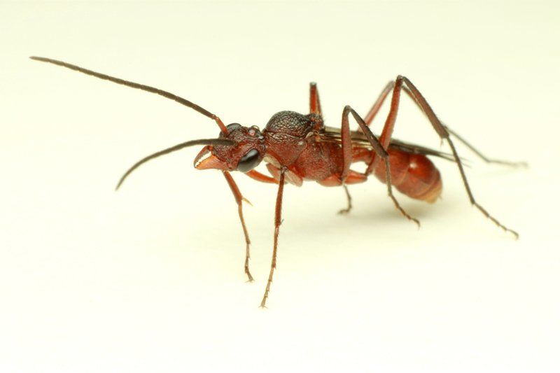 Ant — Canberra, ACT — A1 Professional Pest Control