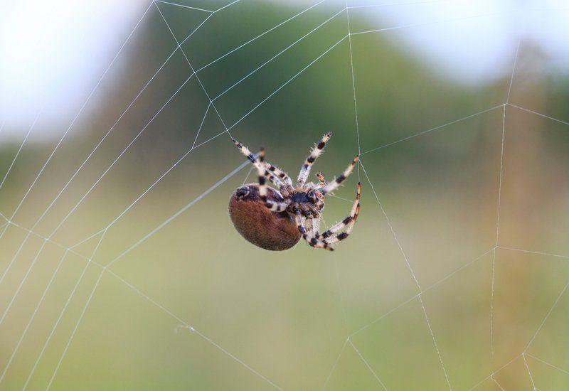 6 tips for how to control spiders in Canberra