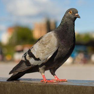 A pigeon