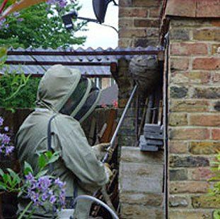 An operative in protective clothing, eliminating a wasps' nest in a garden