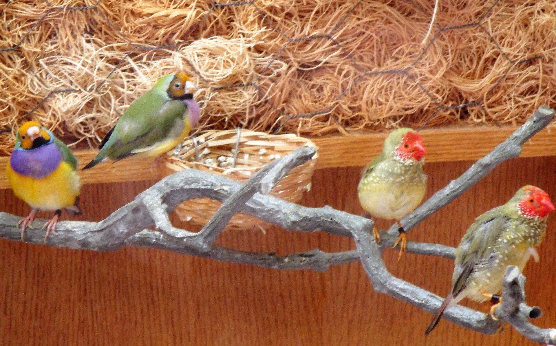 A group of colorful birds are perched on a branch.