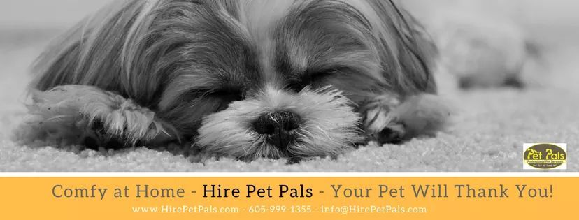 Hire Pet Pals for dog walking, cat sitting, doggy daycare, pet taxi and more.