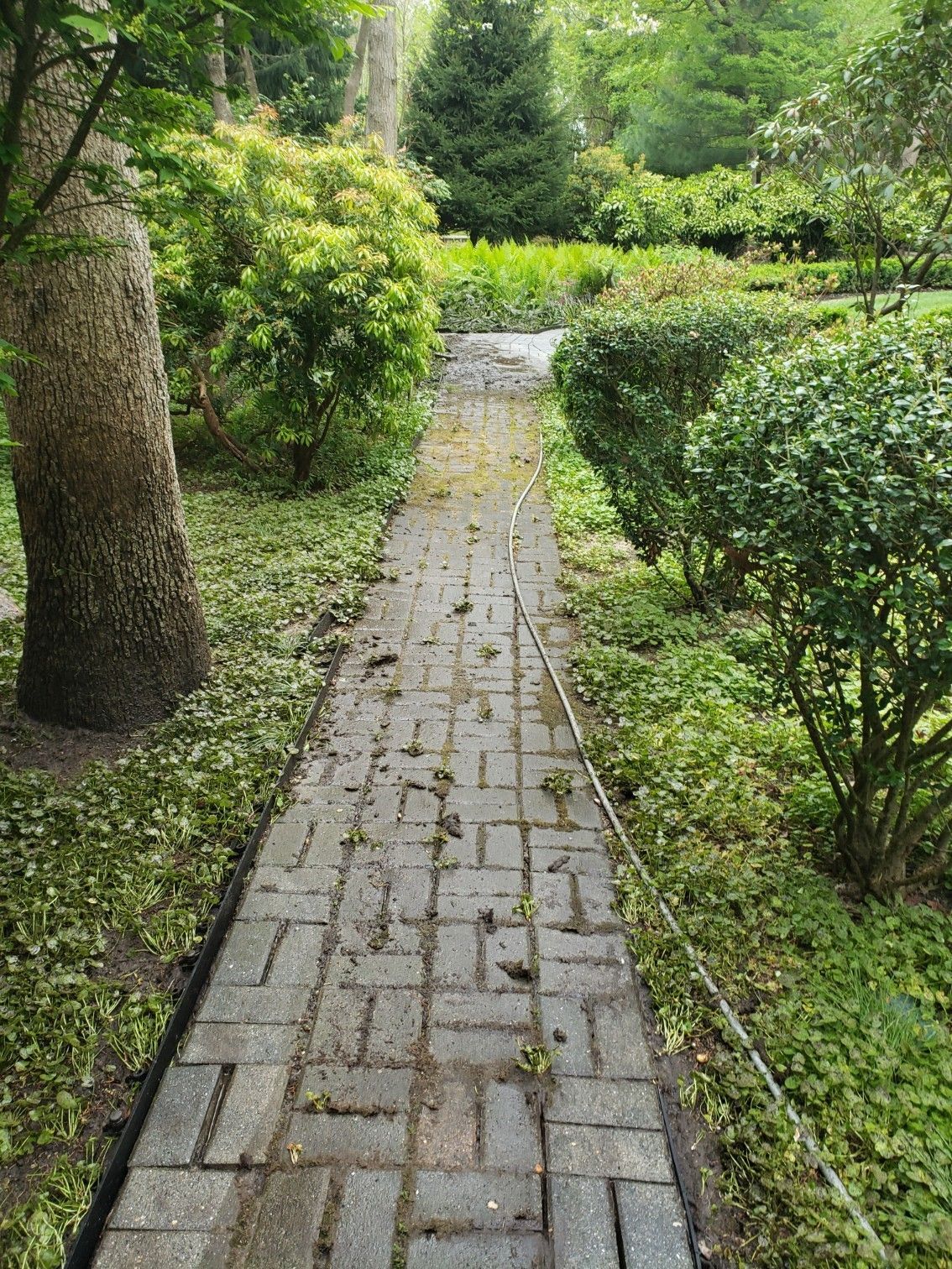 A brick walkway in a park surrounded by trees and bushes.