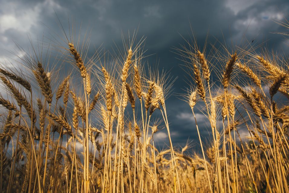 A field of wheat with a cloudy sky in the background. Services Tall Crop 620-617-1662