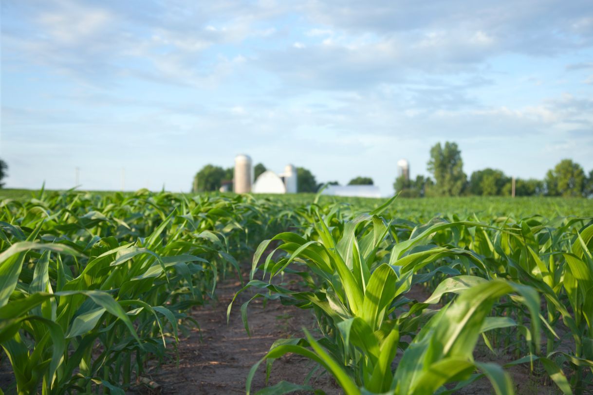 A field of corn plants with a silo in the background. Services Tall Crop 620-617-1662