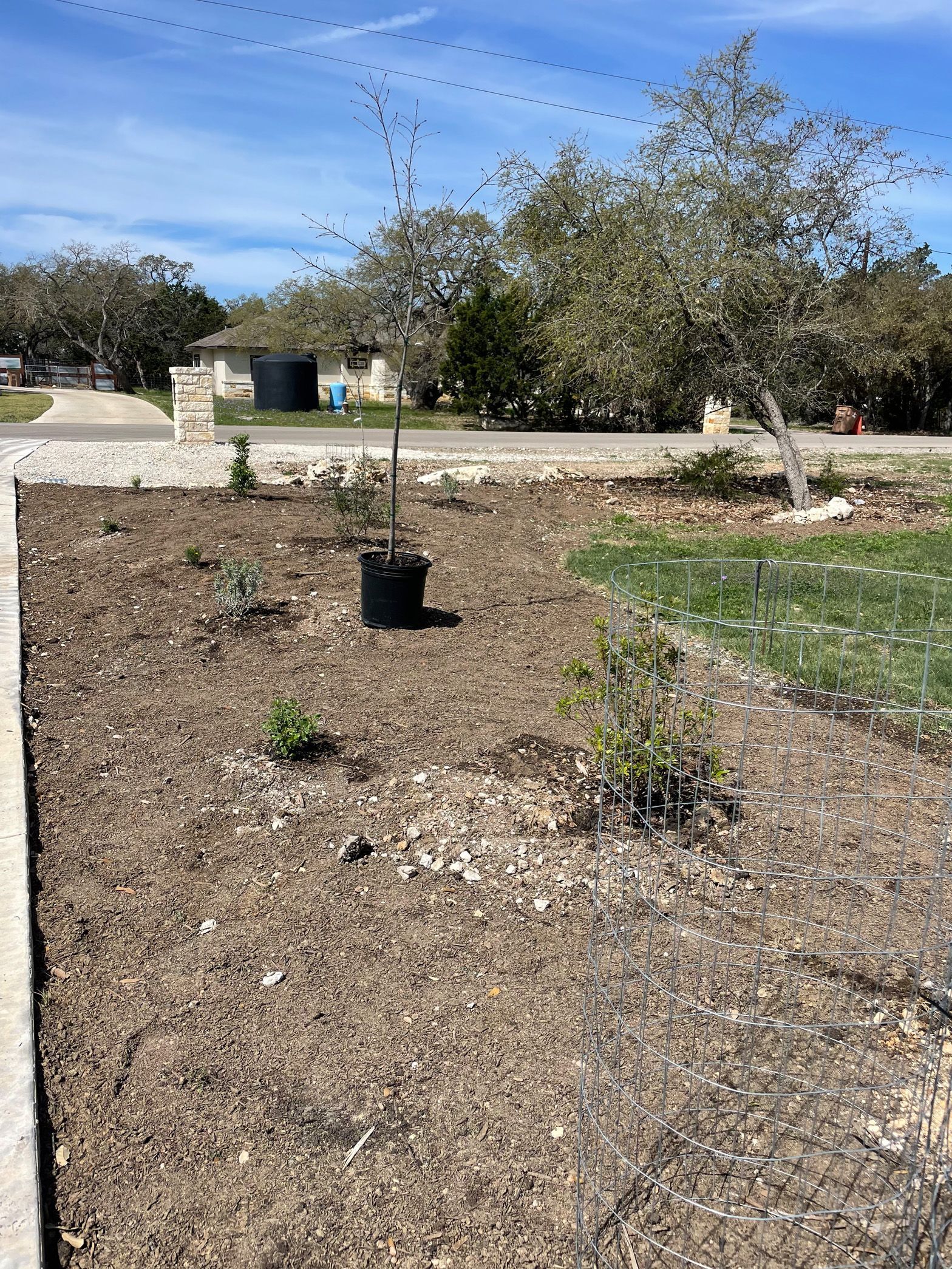 A garden with a lot of mulch and trees in it.