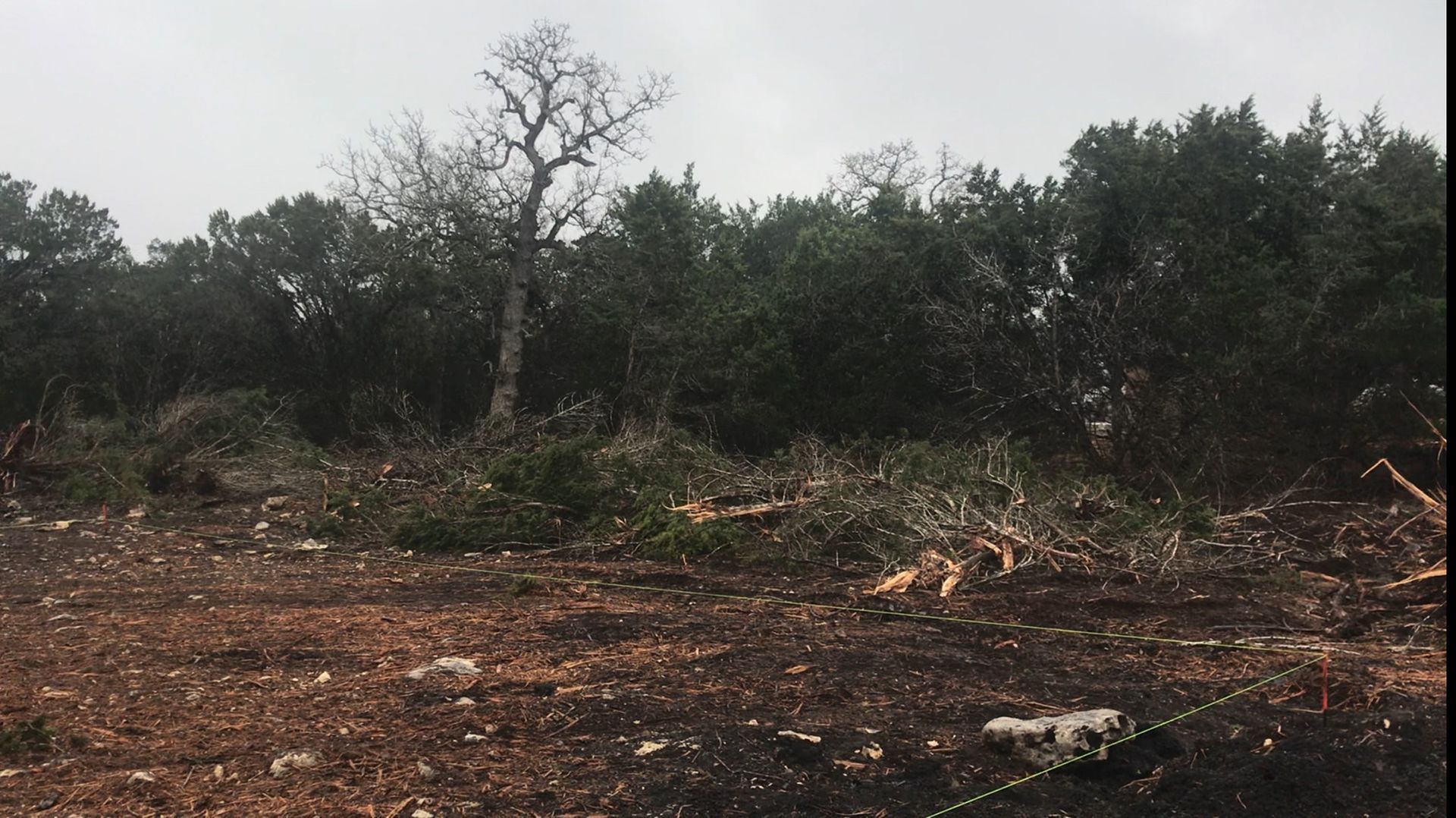 A field filled with trees and brush on a cloudy day.