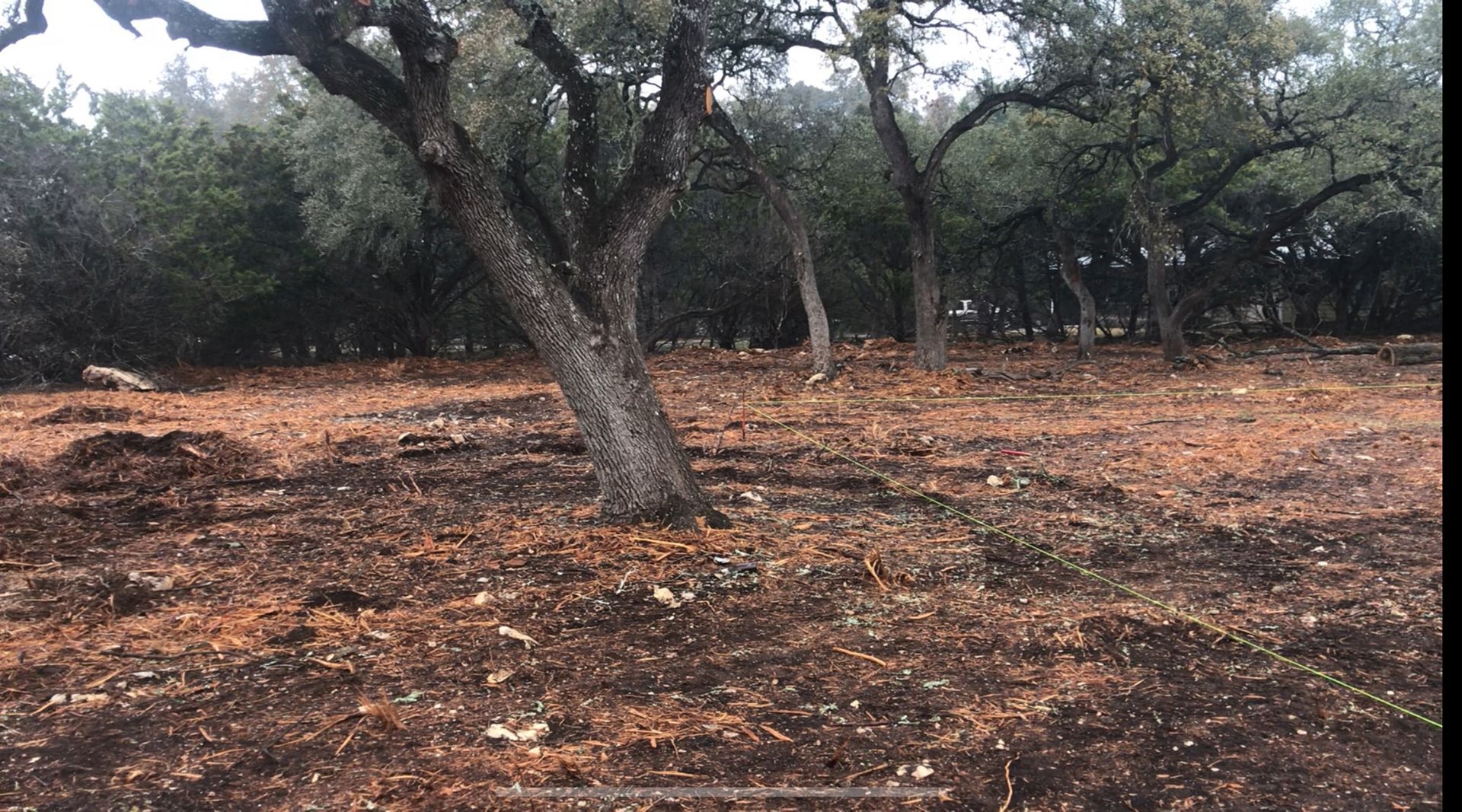 A field with trees and leaves on the ground