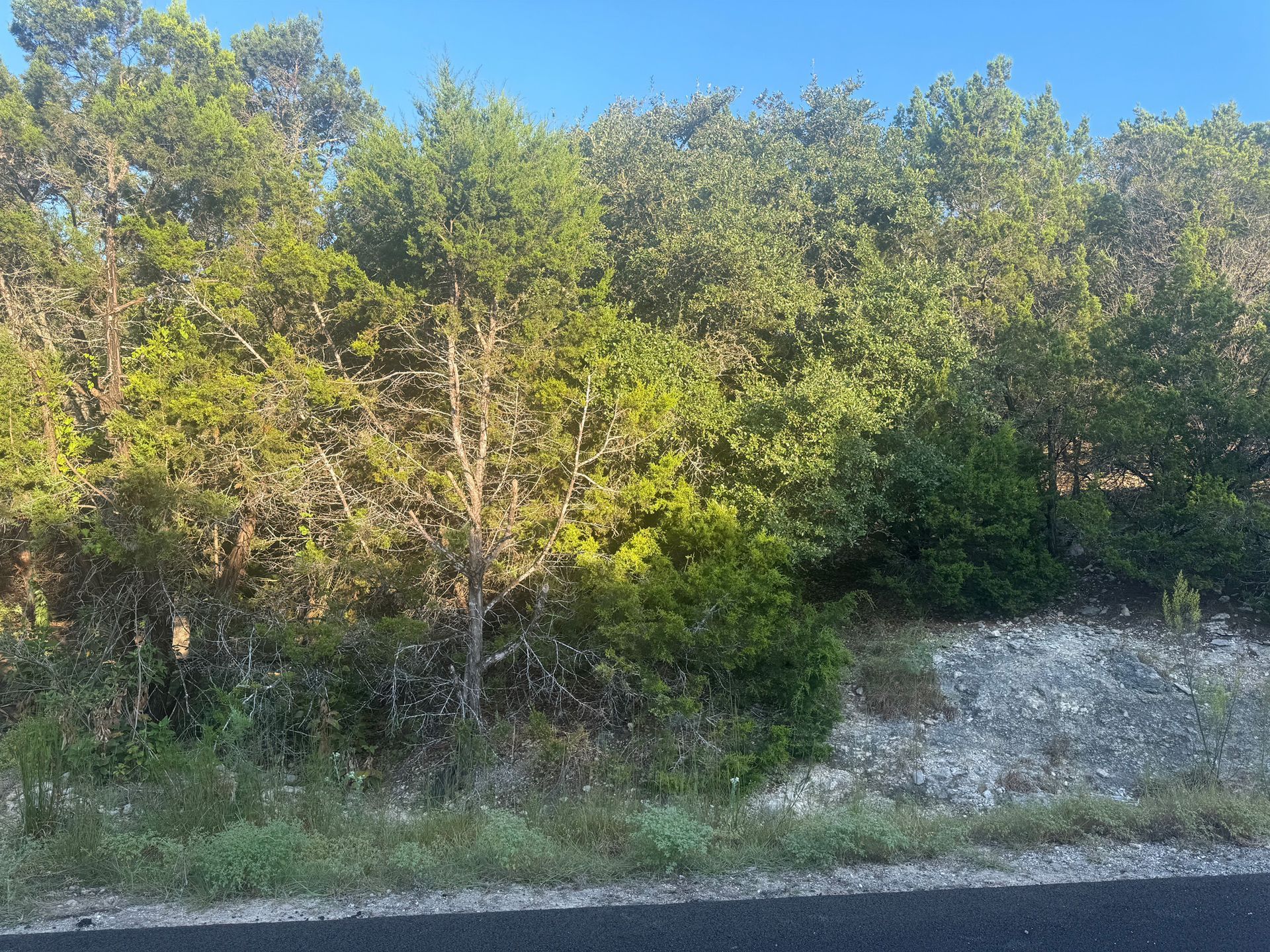 A row of trees along the side of a road.