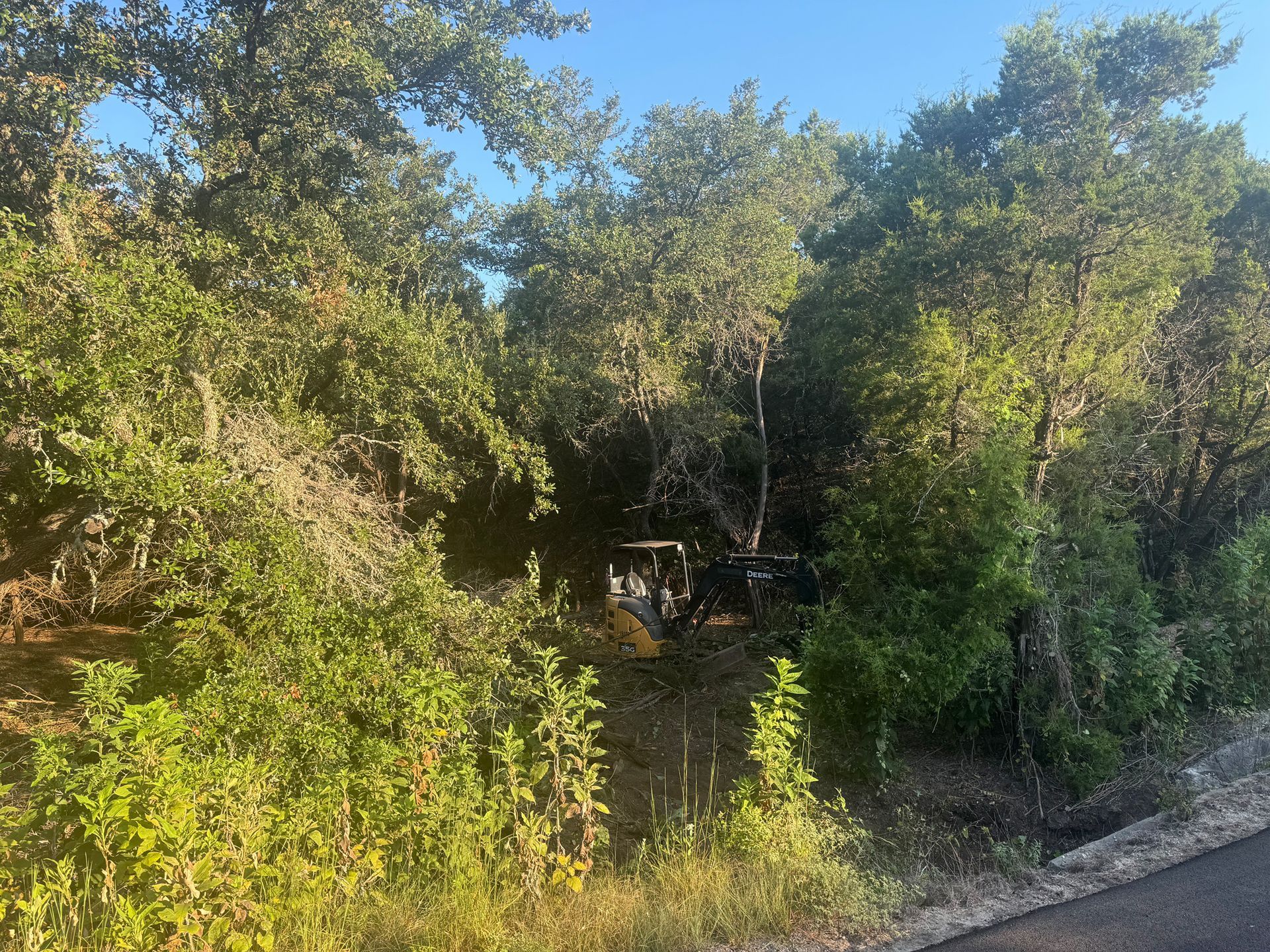 A lush green forest with trees and bushes along the side of a road.