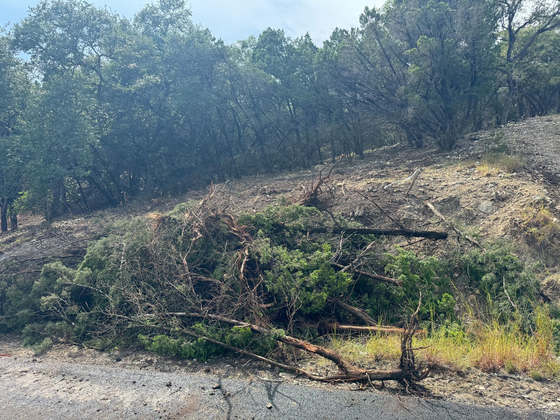 A pile of fallen trees on the side of a hill.