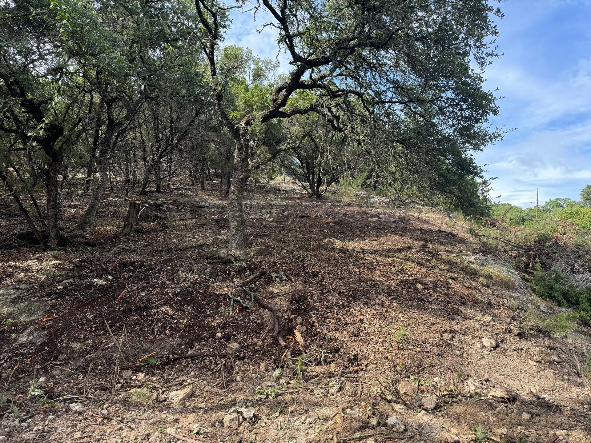A lush green forest with trees and rocks on a hillside.