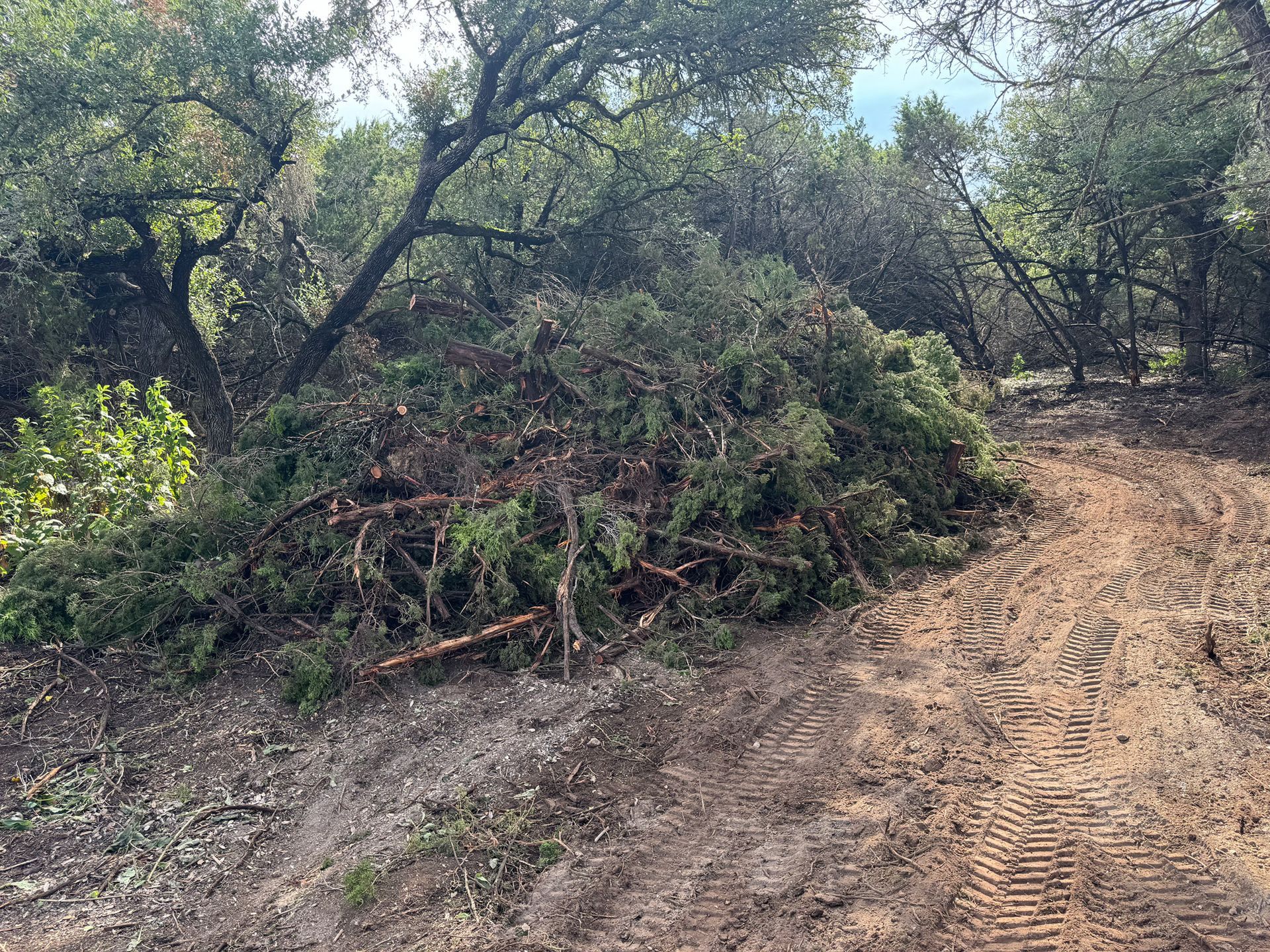 A pile of branches is sitting on the side of a dirt road in the middle of a forest.