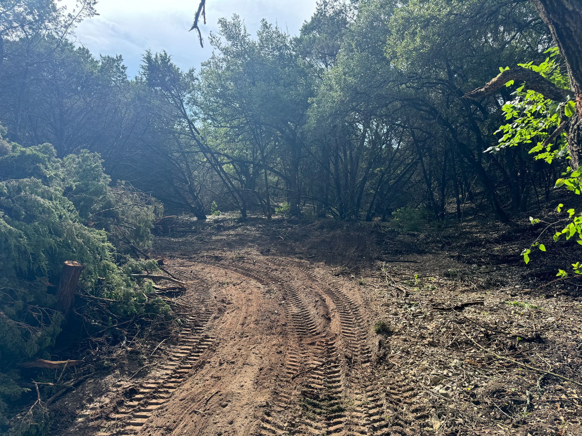 A dirt road in the middle of a forest