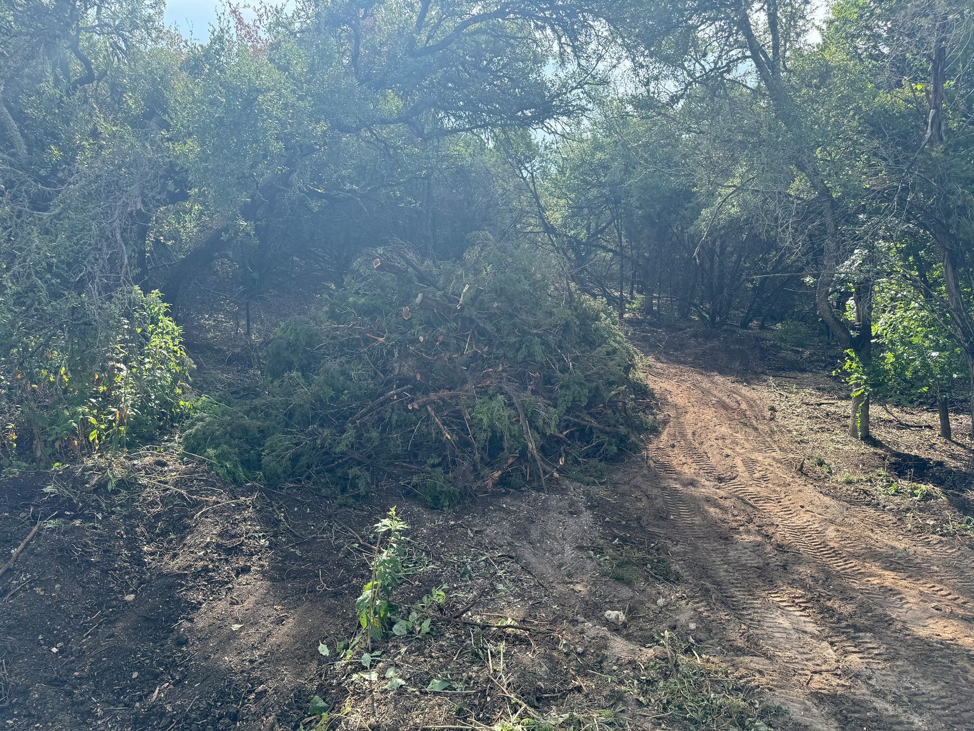 A dirt road in the middle of a forest surrounded by trees.