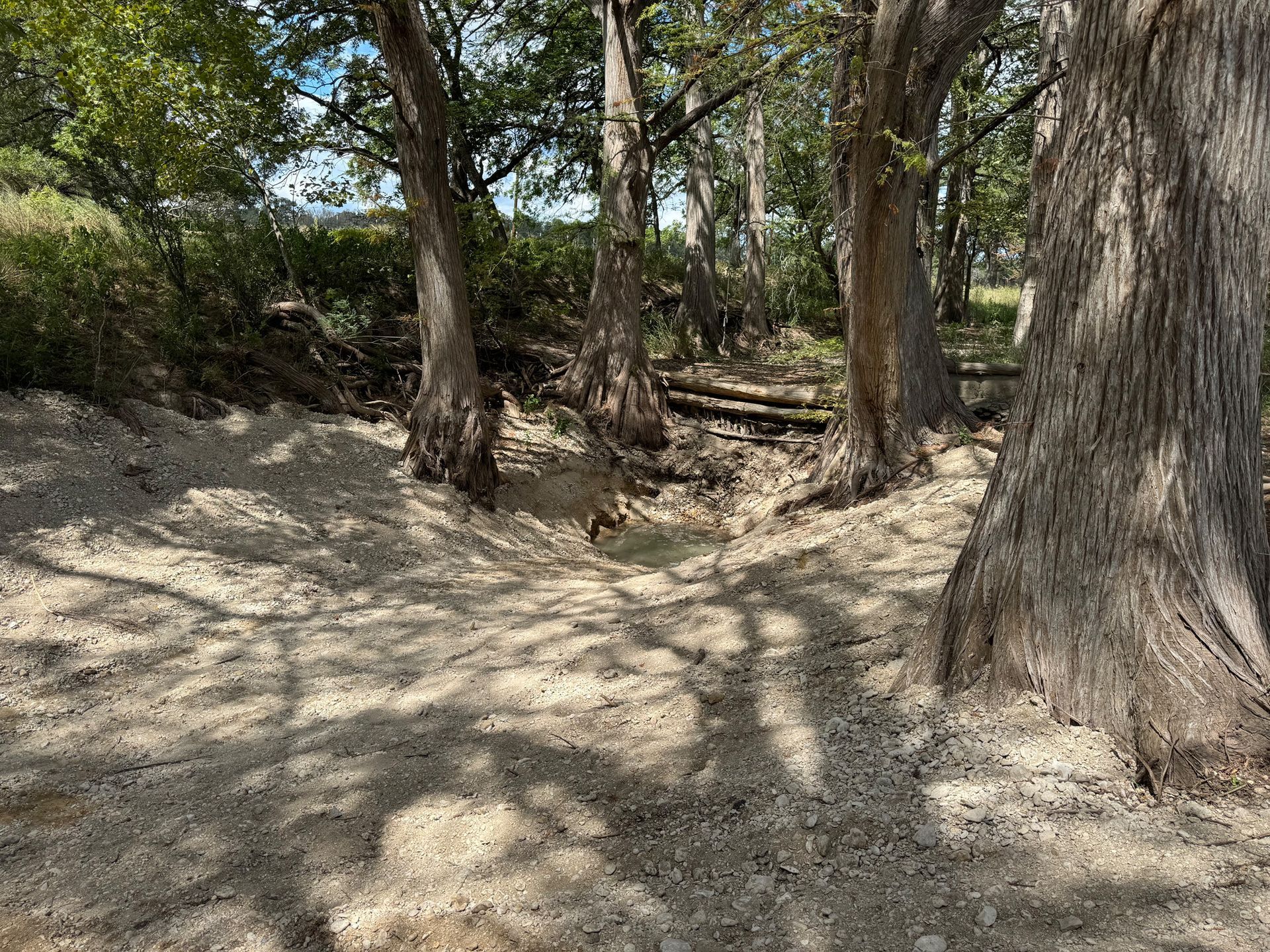 A dirt path in the middle of a forest surrounded by trees.