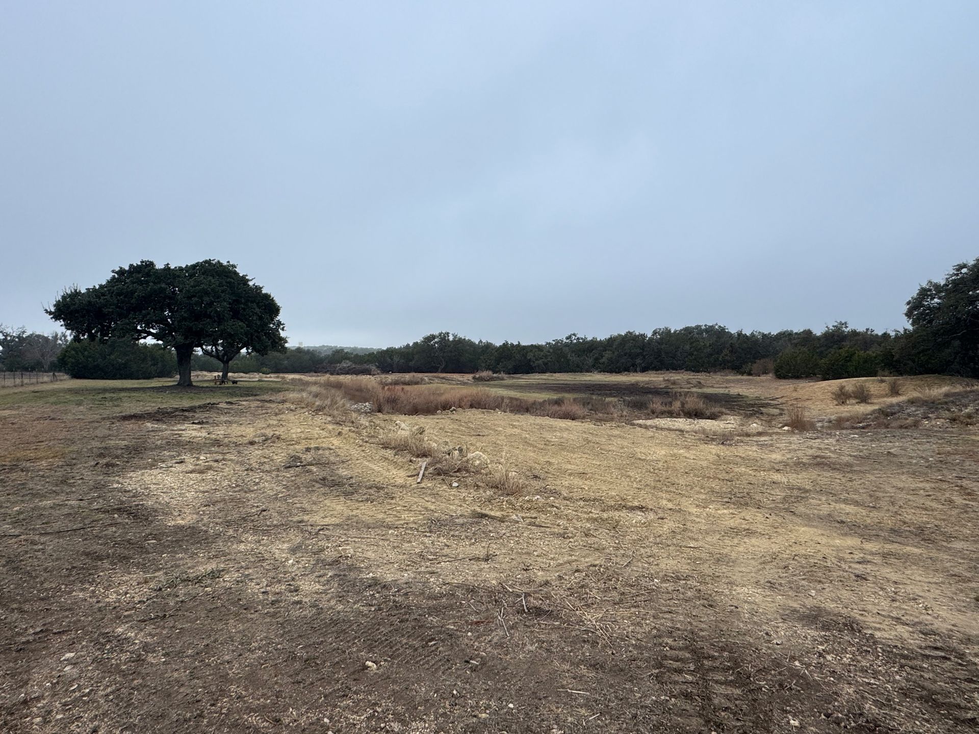 There is a tree in the middle of a field.