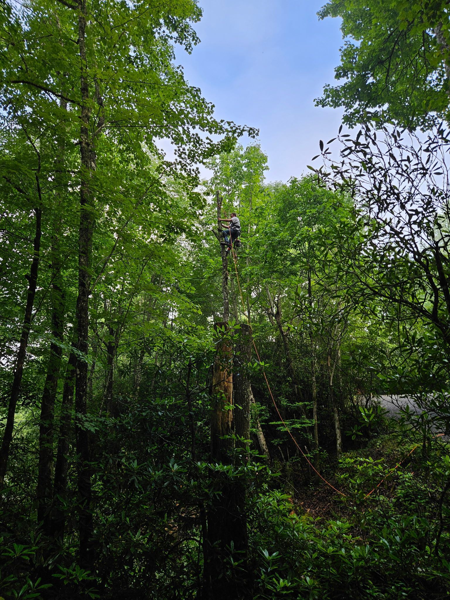 Dense green forest with a tall wooden pole rising above the trees under a blue sky