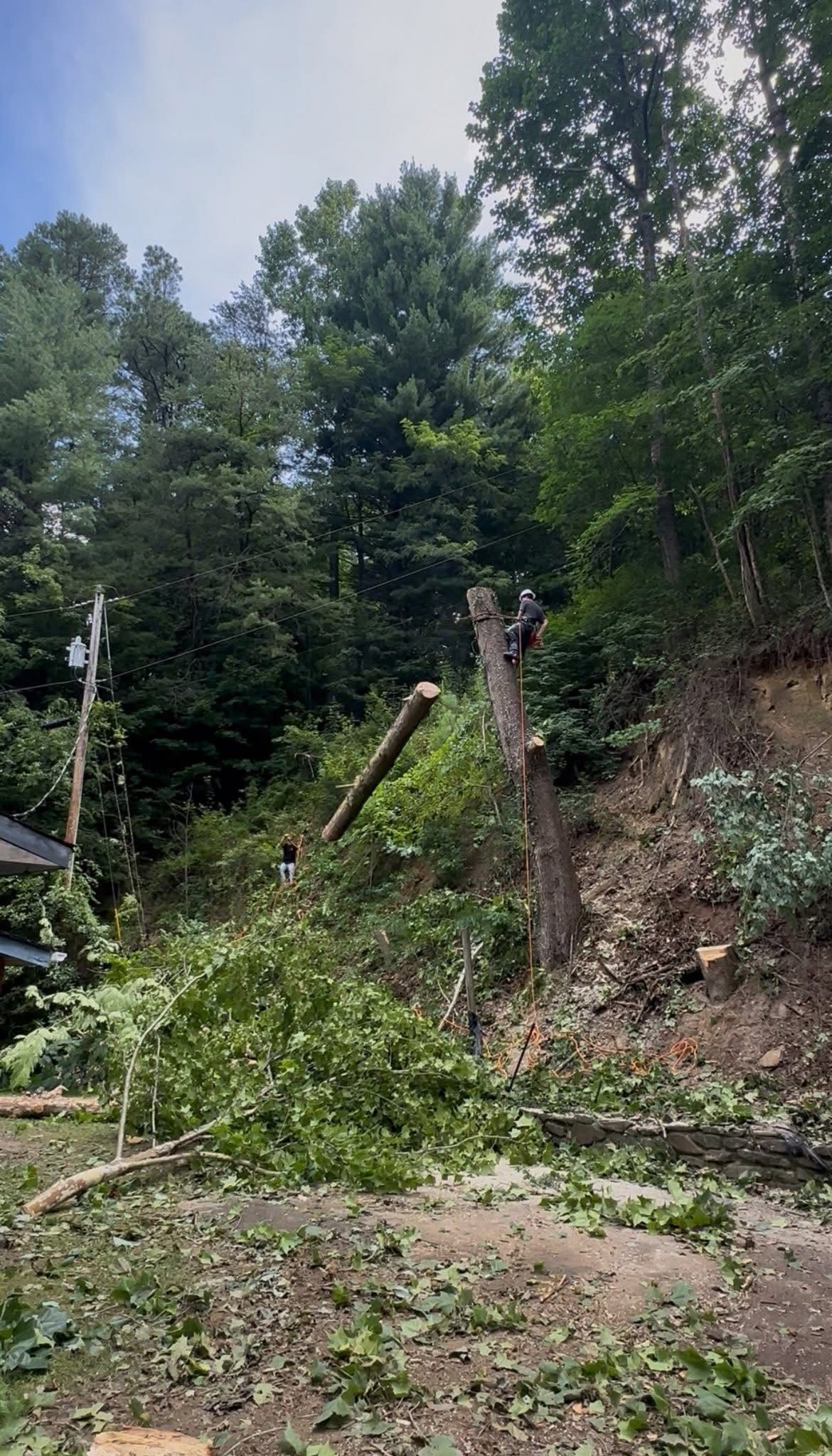 Steep wooded hillside with a dirt path, fallen branches, and a small landslide area