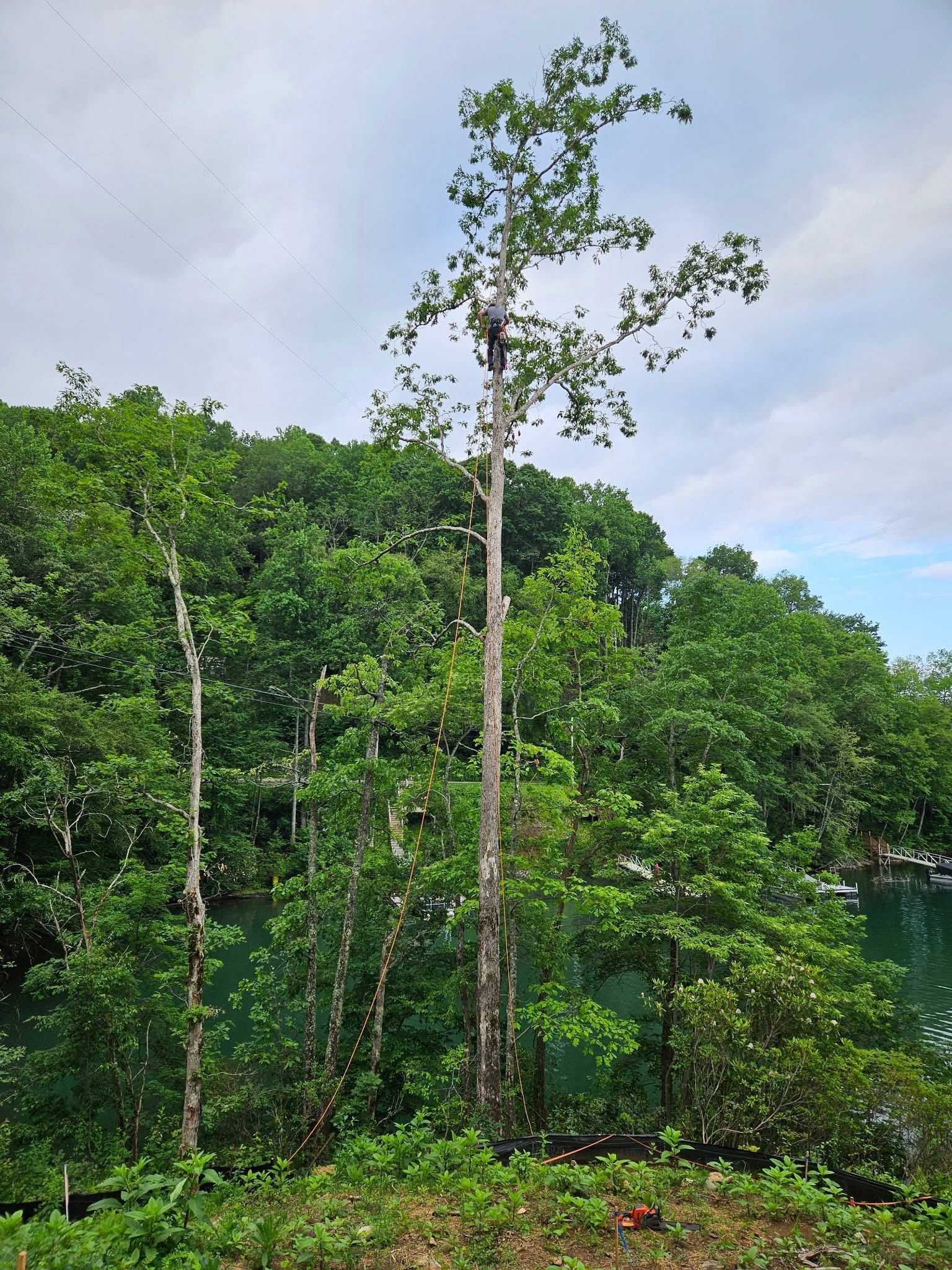 Tall tree in a lush green forest under a cloudy sky
