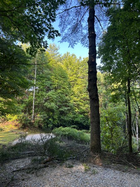 Forest path with sunlit green trees and a tall dark tree trunk in the foreground