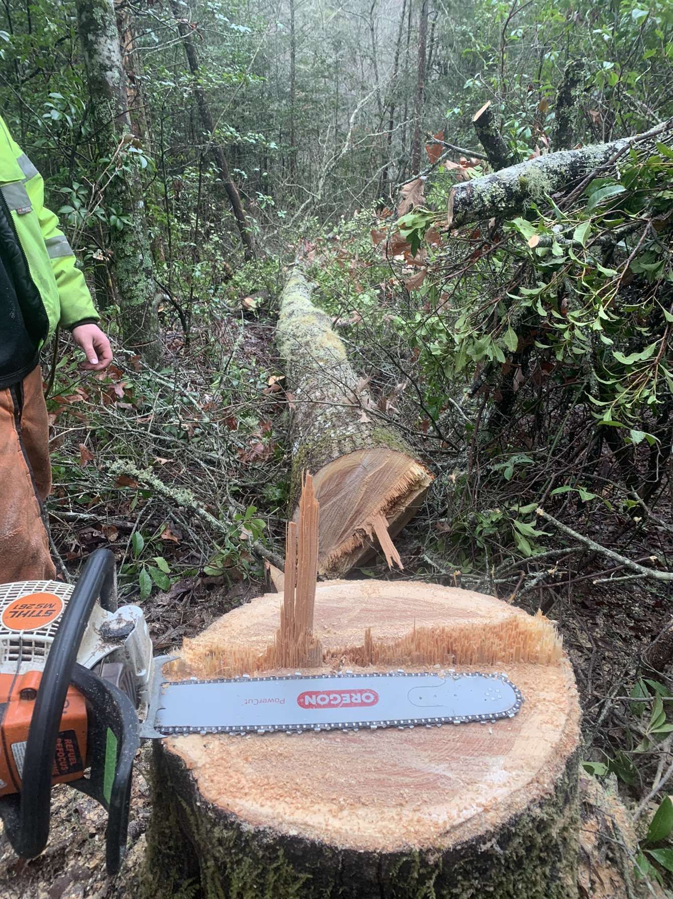 Chainsaw cuts through a large log in a dense forest, with a worker in a green jacket nearby.