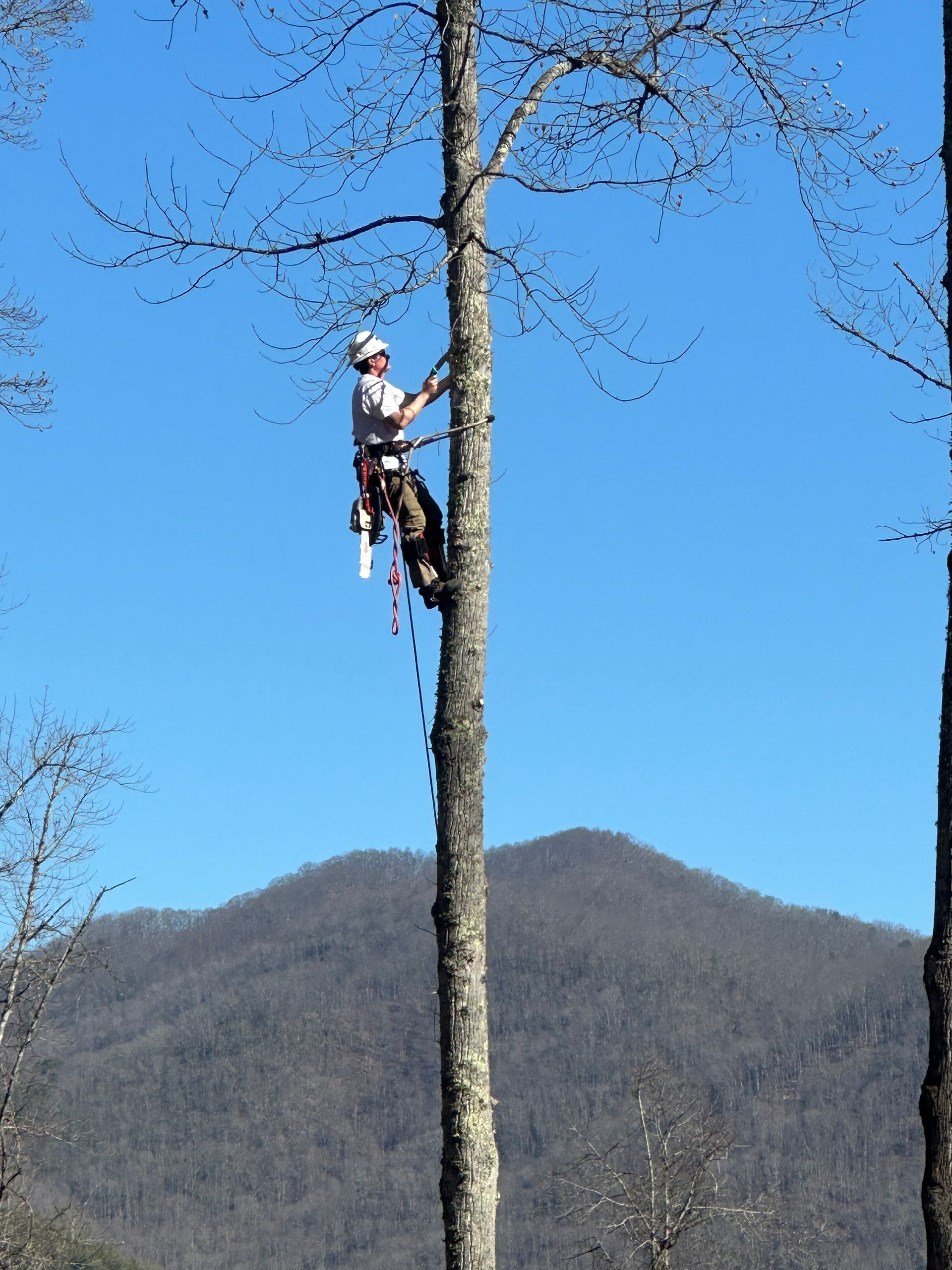 Tree worker climbing a tall leafless tree with mountains and blue sky in the background