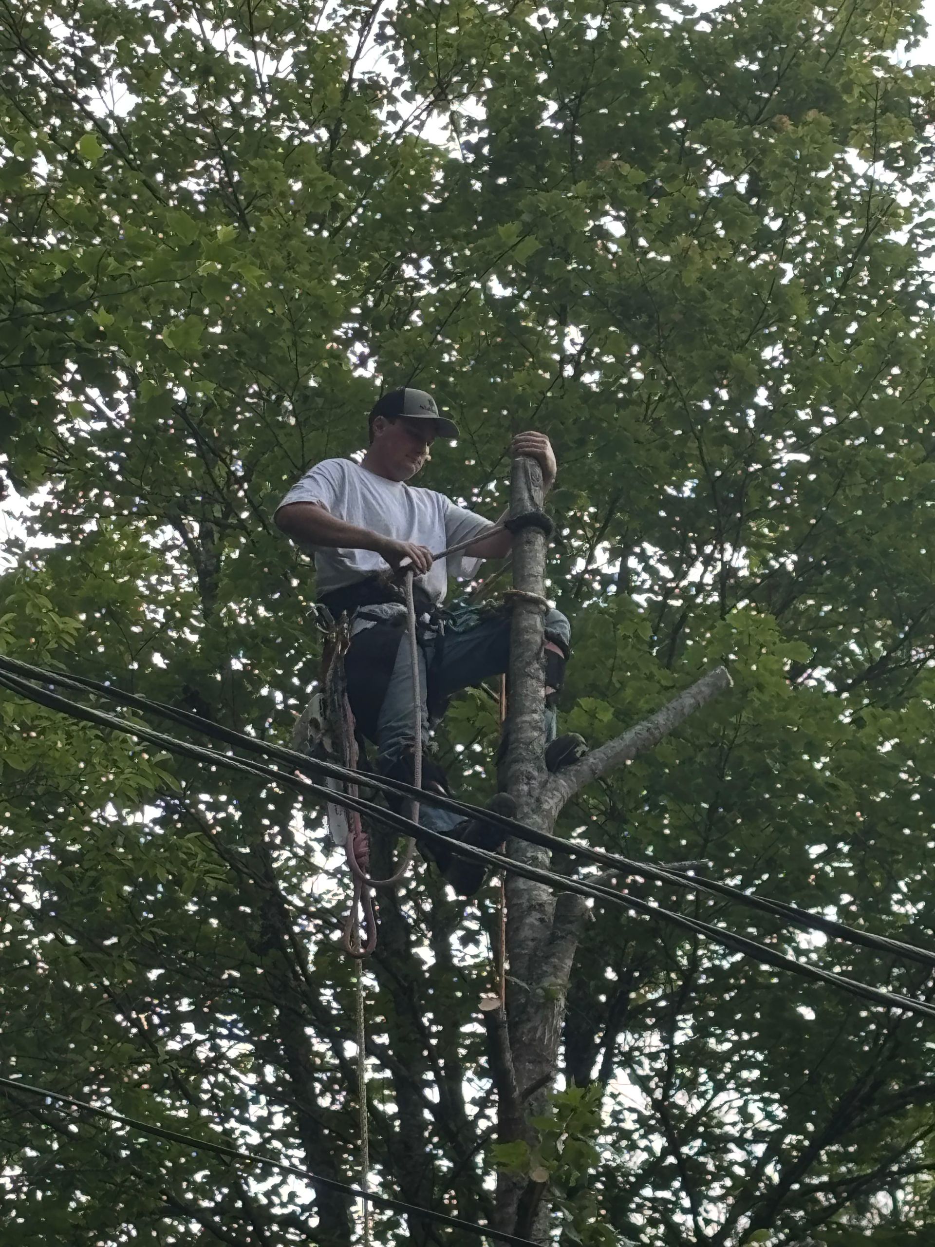Worker in white shirt and hard hat trimming a tree from a lift beside power lines.