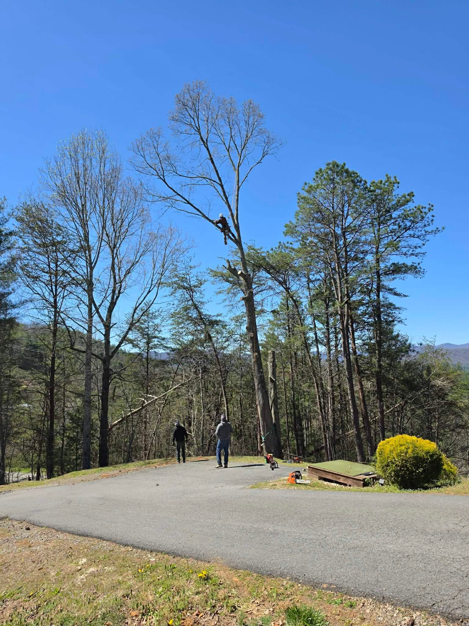 People walking on a paved path in a wooded park under a clear blue sky