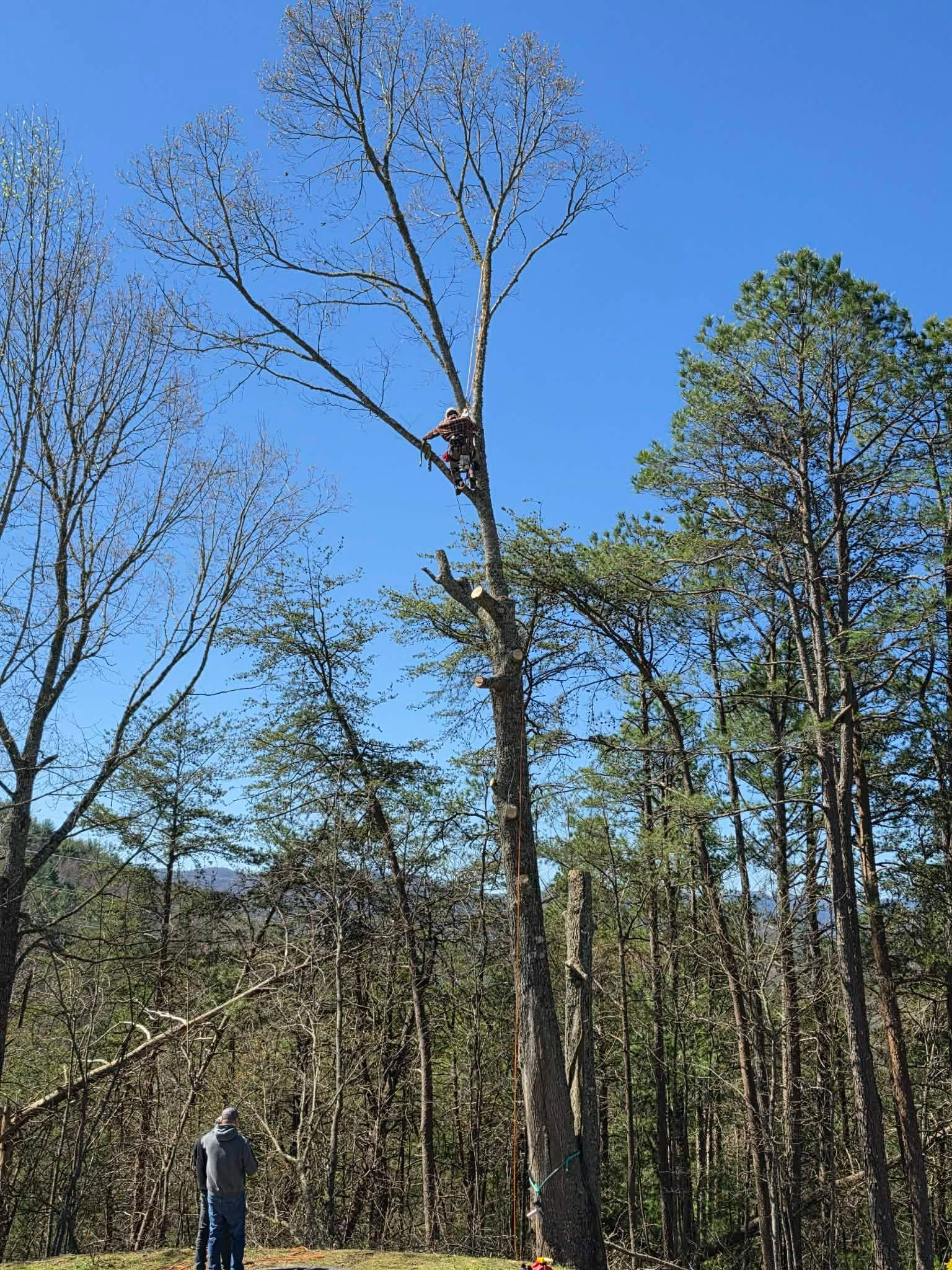 Tall leafless tree being cut down in a wooded area under a clear blue sky