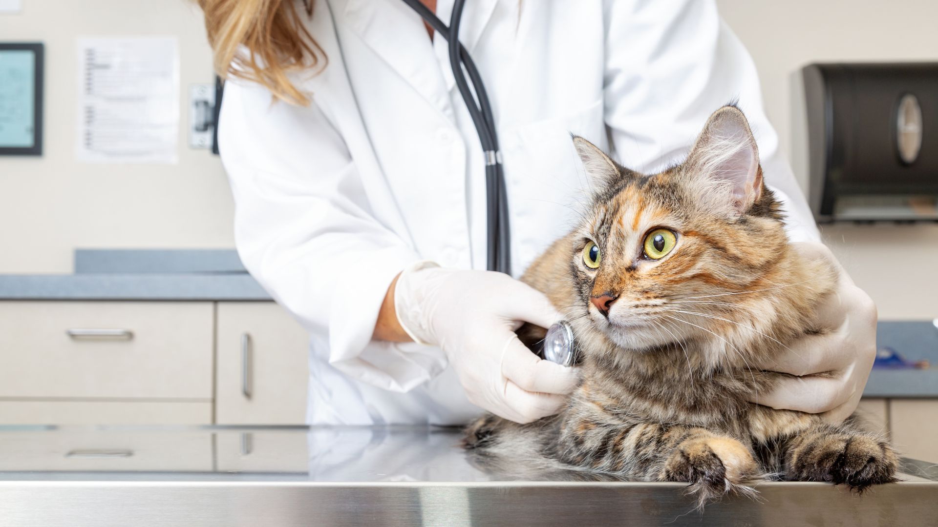 A cat on a table is getting examined by a veterinarian. A cat on a table is getting examined by a veterinarian.