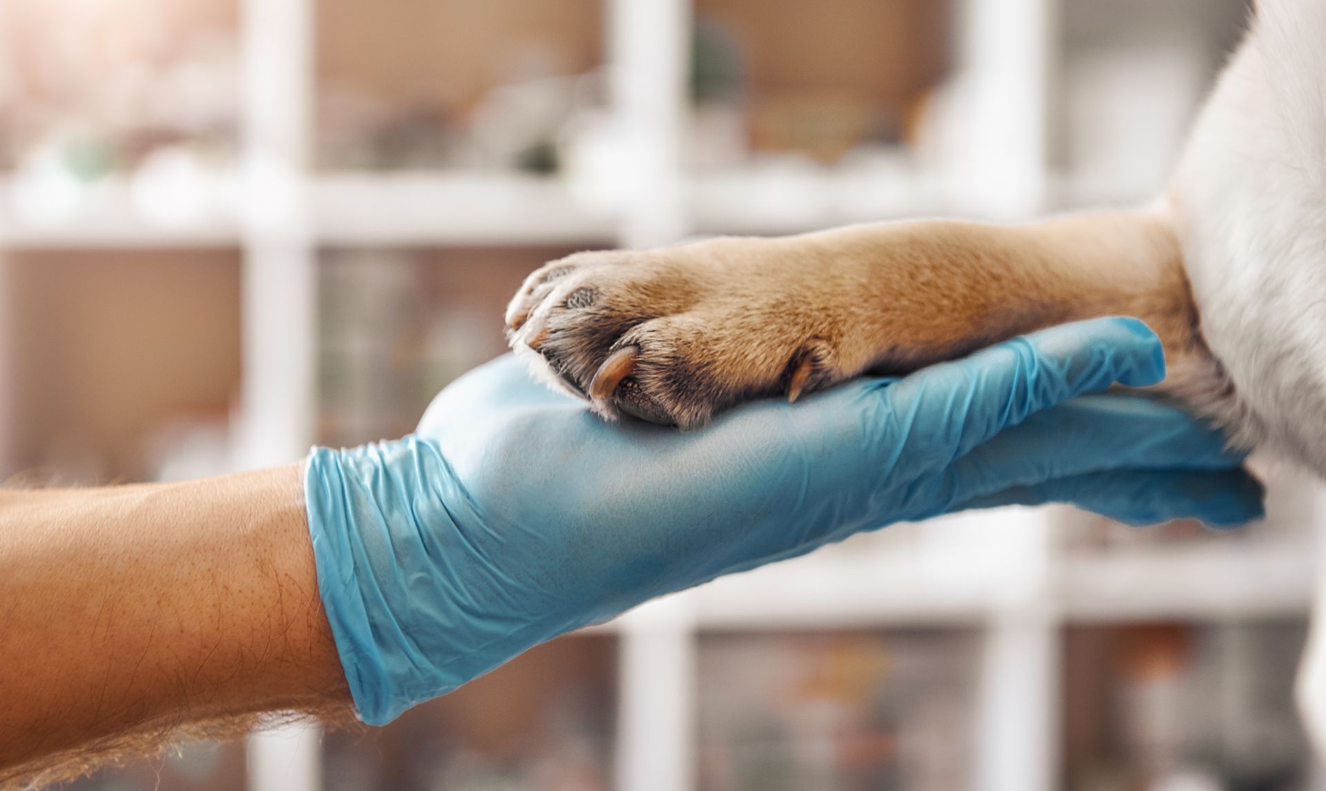 Gloved hand gently holding a dog's paw during a veterinary exam.